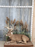 Trophy Class Whitetail Full Body Taxidermy Mount