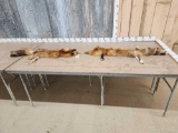 2 Soft Tanned Red Fox Furs Taxidermy