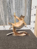 Stripper Squirrel Full Body Taxidermy Mount