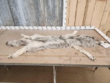 Soft Tanned Alaskan Wolf Fur Taxidermy
