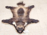 Awesome Wolverine Rug Taxidermy