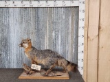 Grey Fox Full Body Taxidermy