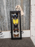 5 Butterflies In Glass Frame Taxidermy