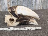 White Thighed Hornbill Bird Skull Taxidermy