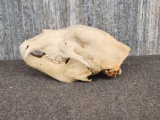 Grizzly Bear Skull Taxidermy