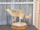 Running Coyote Full Body Taxidermy Mount