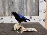 Fairy Bluebird Full Body Bird Taxidermy