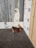 White Weasel Full Body Taxidermy Mount