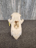 BIG Grizzly Bear Skull Taxidermy