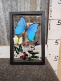 7 Beautiful Butterflies In Glass Display Taxidermy