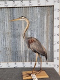 Purple Heron Full Body Bird Taxidermy