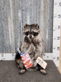 Raccoon Eating Cracker Jacks Taxidermy