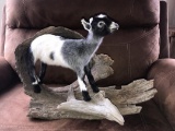 Young Pygmy Goat Full Body Taxidermy Mount