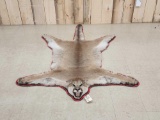 Mountain Lion Cougar Rug Taxidermy