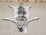 Gorgeous Alaskan Wolf Rug Taxidermy