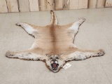 Extra Nice Mountain Lion Cougar Rug Taxidermy