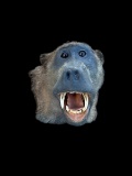 African Baboon Shoulder Mount Taxidermy Oddities