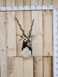 Indian Black Buck Shoulder Mount Taxidermy