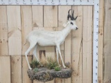 African White Springbok Full Body Taxidermy Mount