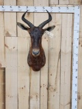 African Tsessebe Shoulder Mount Taxidermy