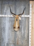 African Kafue Flatts Lechwe Shoulder Mount Taxidermy