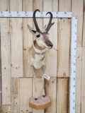 FREAK FOUR HORN Pronghorn Antelope Half Body Taxidermy Mount