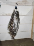 White Eyed Pied Peacock Full Body Bird Taxidermy
