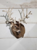 Gnarly Nontypical Whitetail Shoulder Mount Taxidermy