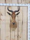 African Coke's Hartebeest Shoulder Mount Taxidermy