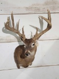 4x5 Whitetail Shoulder Mount Taxidermy