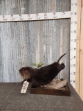Juvenile Black Beaver Full Body Taxidermy