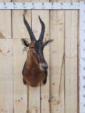 African Topi Shoulder Mount Taxidermy