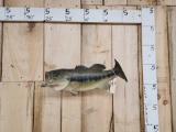 Largemouth Bass Real Skin Fish Taxidermy