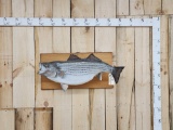 Big Striper Real Skin Fish Taxidermy