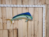 Mahi Mahi Dolphin Reproduction Fish Taxidermy