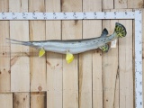 Big Long Nose Gar Real Skin Fish Taxidermy