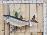 Monster Lake Trout Real Skin Fish Taxidermy