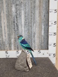 Port Lincoln Parakeet Full Body Bird Taxidermy