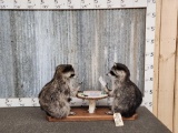 Raccoons Playing Poker Full Body Taxidermy Mount