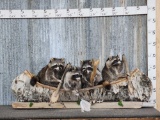 Family Of 4 Raccoons In A 5' Birch Bark Canoe Taxidermy