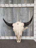 Giant Trophy American Bison Buffalo Skull Taxidermy