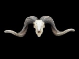 Black Hawaiian Ram/Sheep skull Taxidermy