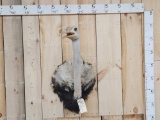 Ostrich Shoulder Mount Bird Taxidermy