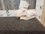 Canadian Wolf Skull Taxidermy