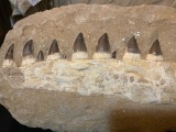 Mosasaur Jaw In Matrix Fossil