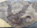Theropod Dinosaur Fossilized Foot Print