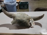 Ancient American Bison Buffalo Skull