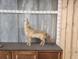 Howling Coyote Full Body Taxidermy Mount