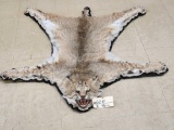 Nice Bobcat Rug Taxidermy