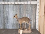 African Guenthers Dikdik Full Body Taxidermy Mount